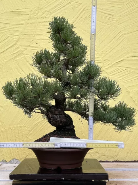 Joe Bonsai Jap.Mädchen Kiefer halb Kaskade Japan Schale  Pine Whith Pino Pinus