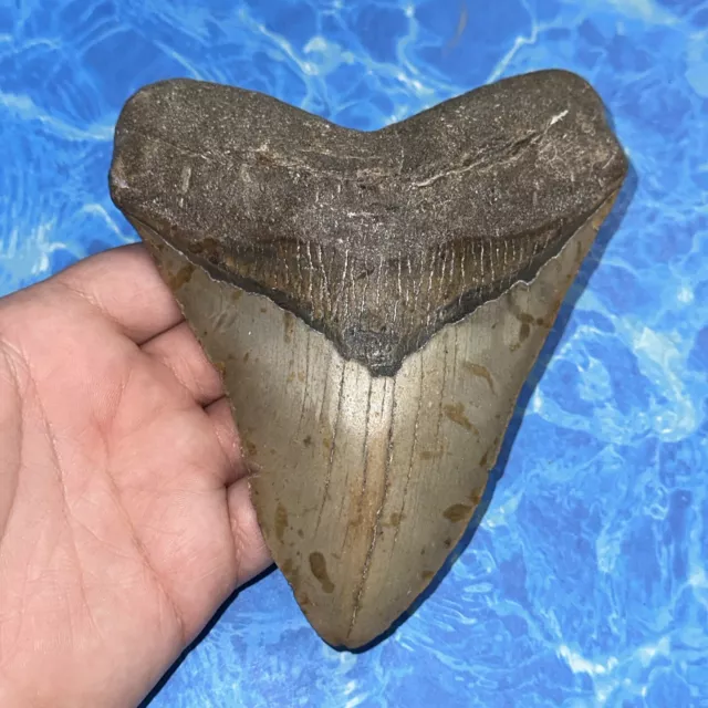 Megalodon Shark Tooth 5.65” Huge Teeth Big Meg Scuba Diver Direct Fossil Nc 8131