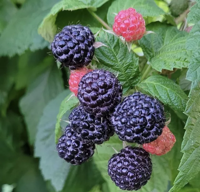 Blackcap Raspberry Seeds - Garden Raspberries - Limited Stock