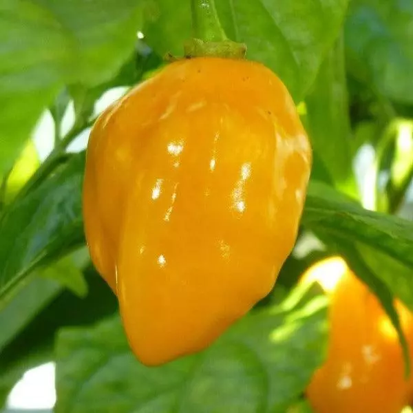 Chilli - Habanero Yellow F1