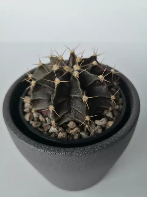 Kaktus Gymnocalycium mihanovichii 9 Rippen sehr schöne Farbe!!!!