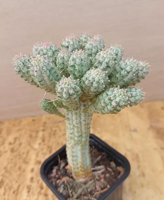 6836 EUPHORBIA  Mammillaris variegata Vaso  de 7,0cm.  cactus, suculenta.