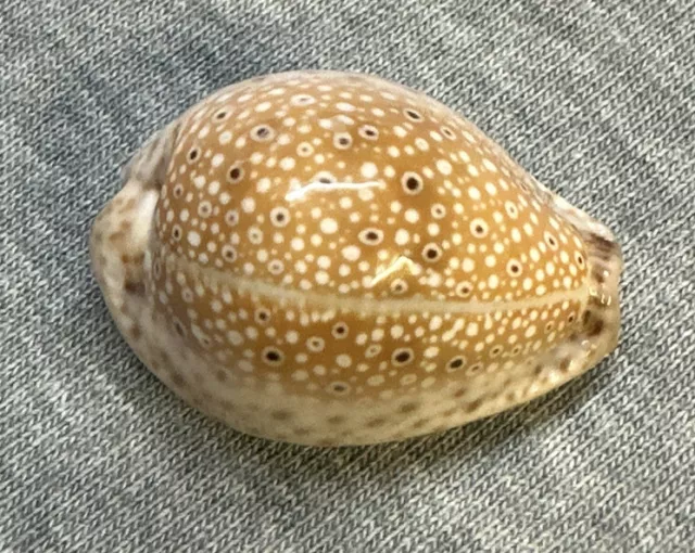 Cypraea Ocellata (Ocellate Cowrie) 28.8m !!!