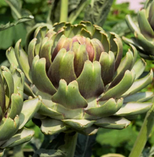 White Cardoon Seeds  | NON-GMO | Heirloom | Fresh Garden Seeds