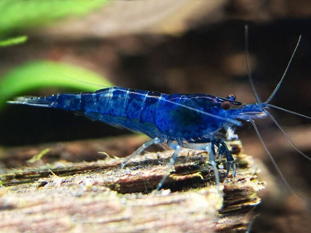 10 x Blue Velvet Shrimps | Neocaridina Davidi | Aquatic Invertebrate