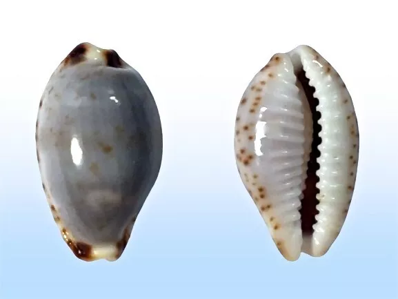 Cypraea owenii vasta, Salary, Madagascar, 14,6 mm, SELECTED QUALITY