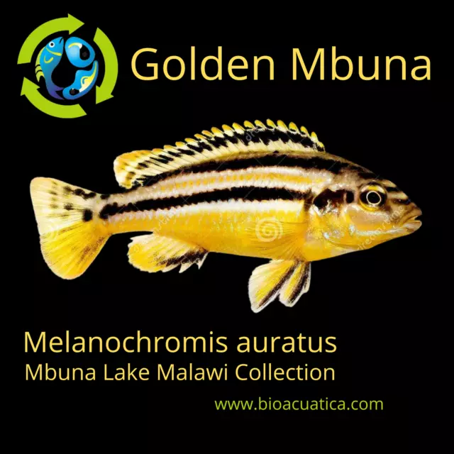 GOLDEN MBUNA 1.5 TO 2" UNSEXED (Melanochromis auratus)