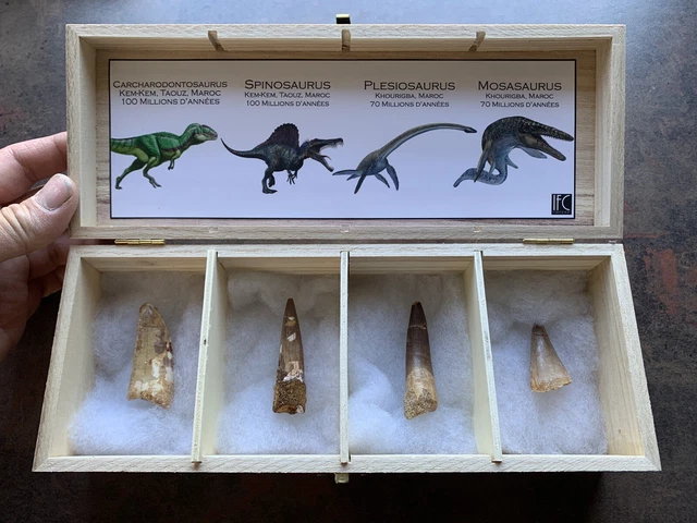Real Dinosaur Teeth Box Fossil / Fossil Dinosaur Tooth Box #5/2 2