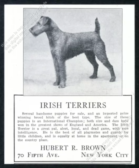 1923 Irish Terrier photo NYC breeder vintage print ad