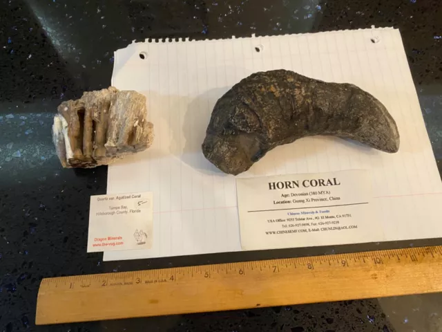 lot of 2 horn coral fossil 1 pound 6 ounces, 6" long & agatized coral, 3.5"