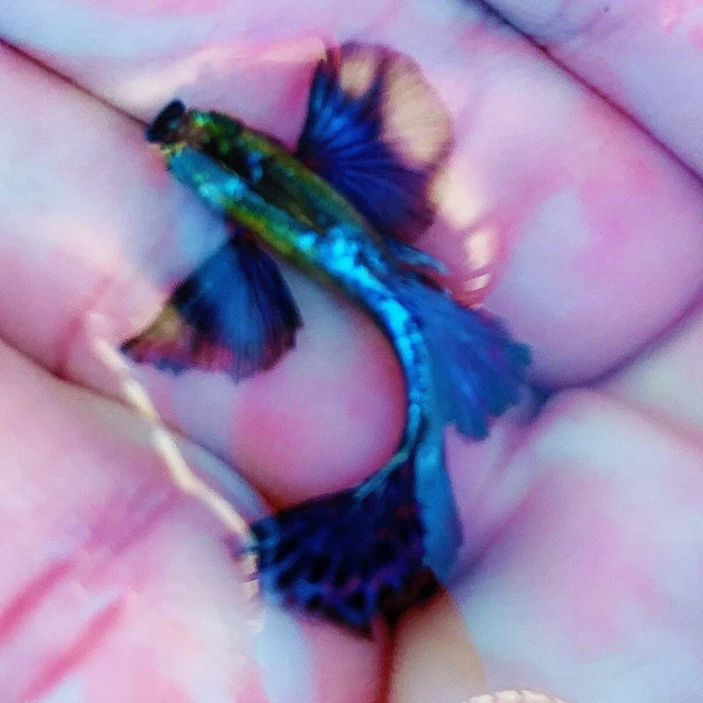 1 Pair Dumbo Mosaic Live Guppy Fish- high Quality Freshwater Fish-USA Seller