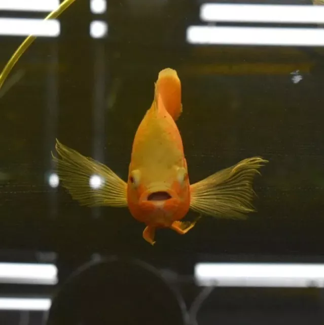 Live Longfin Ruby Oscar Cichlid (8" Freshwater Aquarium Fish) *PLS READ DESCR*