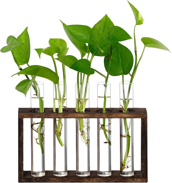 Set Of 5 Glass Test Tubes Flower Wall Hanging Terrarium Planter with Stand Decor