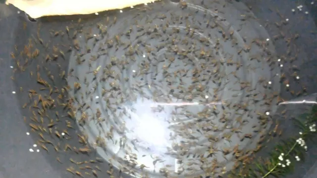 60,000 Fairy Shrimp eggs Food For New born Fish, Betta ,Guppy, Killifish 3