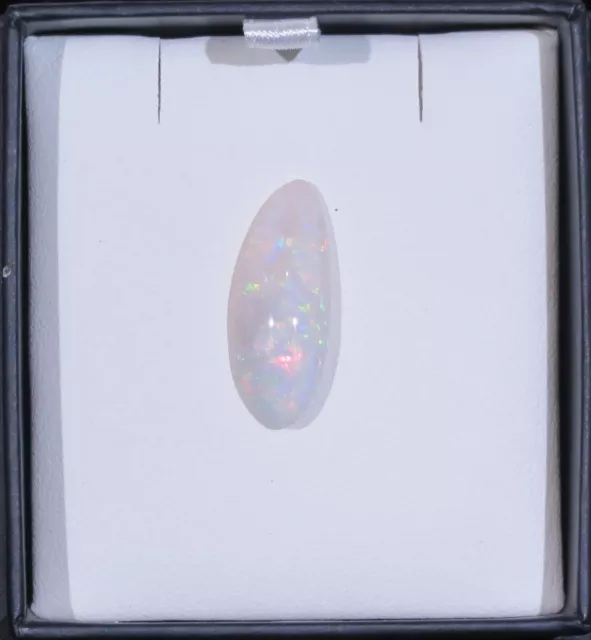 Solid White Opal  Shell Opalised, Australian Opal