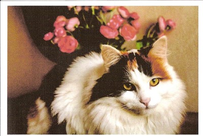 Cp Neuf Chat Tricolore A Poil Long Couche Devant Vase Eur 1 00 Picclick Fr