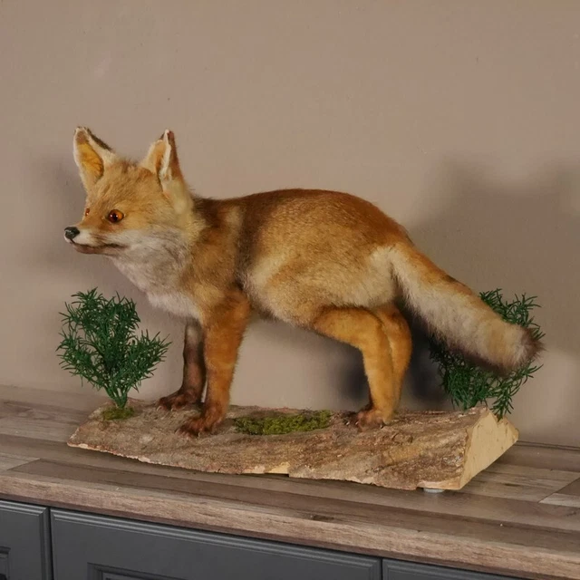 Joven fuchs En Tensión Ancho 61 CM Preparado Zorro Rojo Jungfuchs Preparado 3