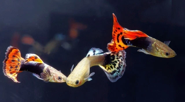 10 Assorted Fancy Guppies Male Freshwater Aquarium Live Fish PLS READ DESCR