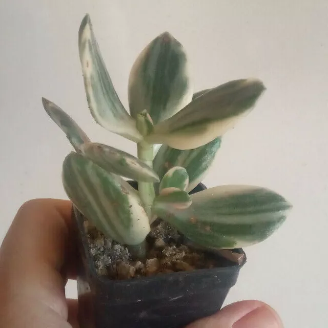 Plantes Crassula Obliqua Variegata Plante de La Chance Avec Racine 5 CM