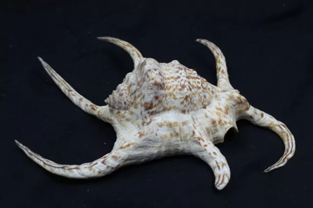 Large Chiragra Spider Conch Shell, Harpago chiragra, 25cm, Very Good Condition