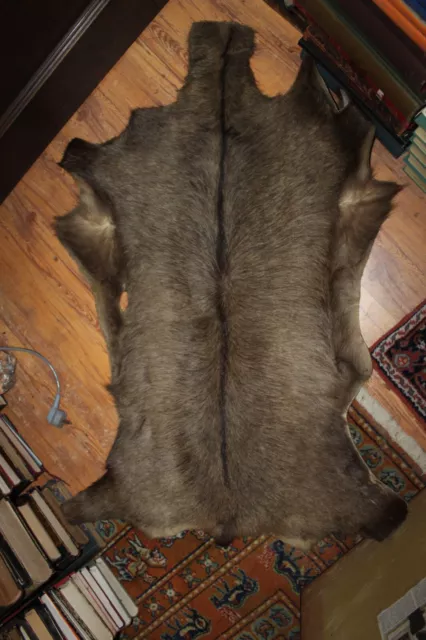 Wildschweinfell Alt 101x60 cm