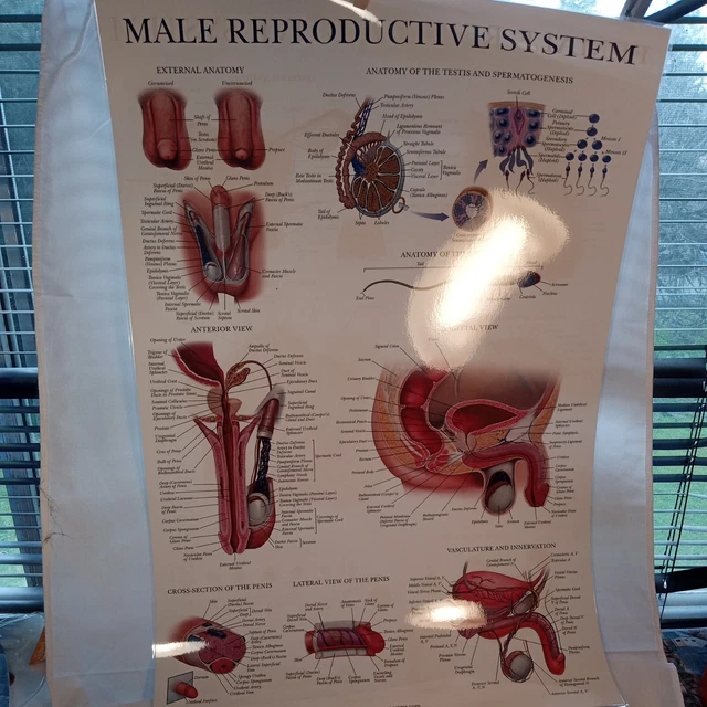 Laminated 18"X27" Anatomy Male Reproductive System/Female ReproSystem Poster New