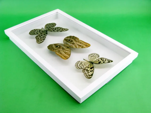 3 real beautiful and huge butterflies in the XXl showcase - single piece - 29 12