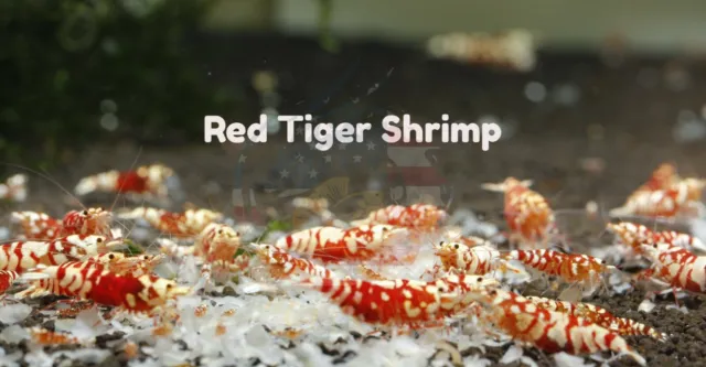 10 +1 Red Tiger  Shrimp Freshwater Caridina Aquarium Shrimp Live Guarantee