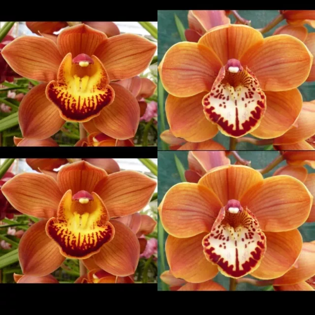 Cymbidium Seedling JG20152 (Prized '105' x (Giant's Causeway x Api) 'Royal Gold'