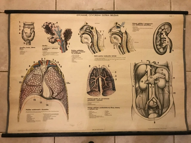 ORIGINAL VINTAGE MEDICAL pull down school chart of Breathing, abdominal ...