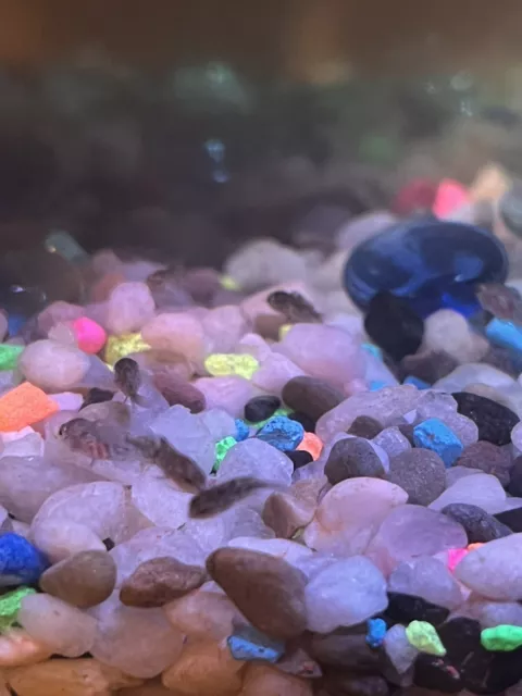 Baby Cichlid live fish For Sale 7