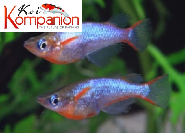 3/5/10X Daisy Ricefish Killie Freshwater Fish Koi Kompanion Free Shipping