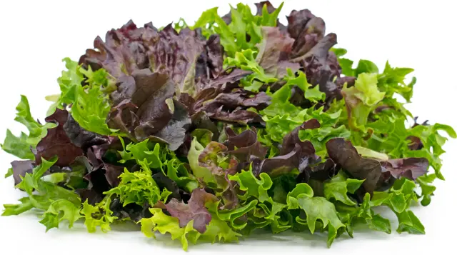 LETTUCE 'Mixed Salad Leaves' 400+ Seeds GOURMET Vegetable Garden 2