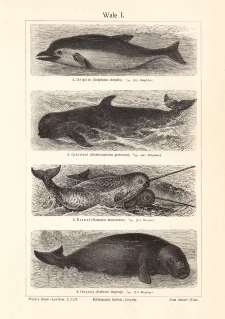 Wale I. - II. historischer Druck Holzstich ca. 1908 antike Bildtafel Zoologie