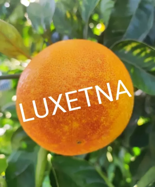 ♥️ ARANCE NAVEL NOVELLINO ETNA SICILIA 15 kg bio cat 1 da spremuta marmellata 🍊