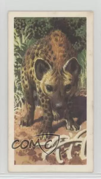 1962 Brooke Bond African Wild Life Tea Spotted Hyena #26 0y5