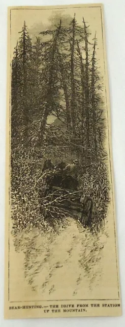 1881 Rivista Incisione ~ Orso Hunter Rides IN Cavallo Trainato Vagone Fino Woods