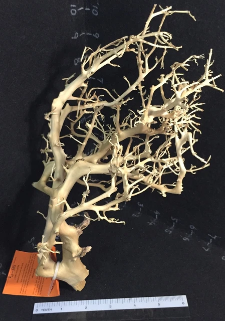 Tantora DRIFTWOOD: (Gnarled Rockside Tree) -shrimp, fish safe aquarium decor