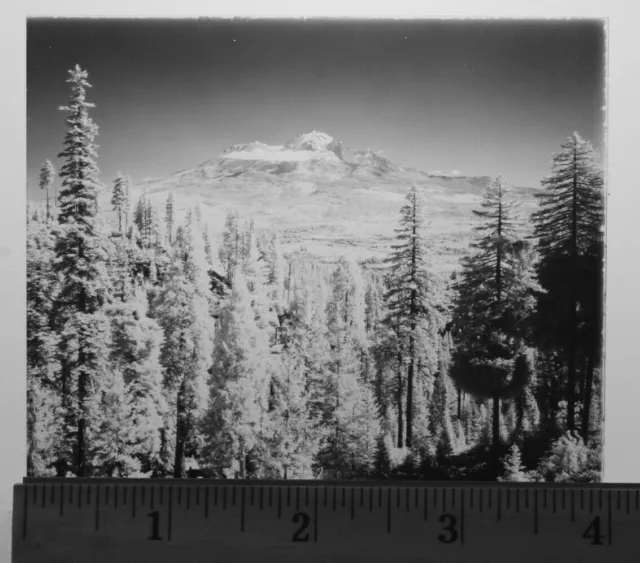 Glass Plate Black & White Photo 3 1/4 x 4" Mountain Trees - Shasta? VINTAGE R631