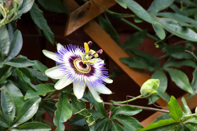 SAMEN für den Garten: eine klasse Blume - die wunderschöne  Passionsblume