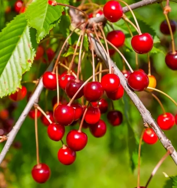 Mazzard Cherry Tree Seeds |Alkavo Sweet Red Cherries Fragrant 2024 Fast Shipping