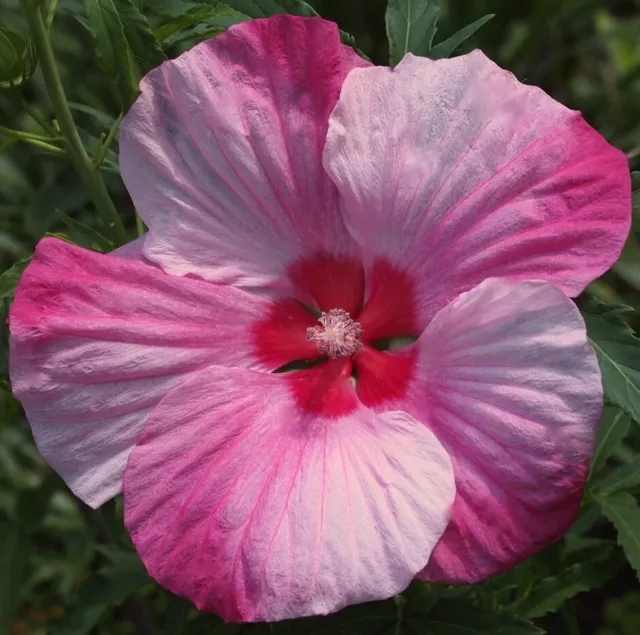 TURN OF THE CENTURY Hardy Hibiscus -- Plant in 4.5" pot