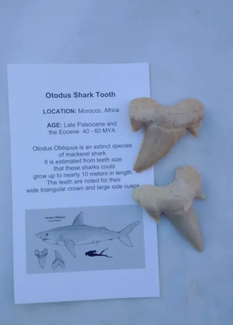 Extinct Otodus Obliquus Shark Teeth,Tooth Fossil small size A grade - lot 3