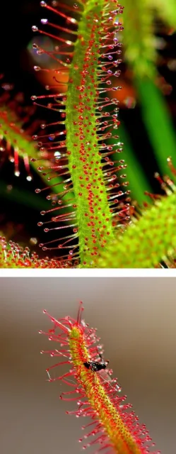 Jetzt pflanzen ! Roter Sonnentau fängt Mücken & Fliegen Garten Deko Samen