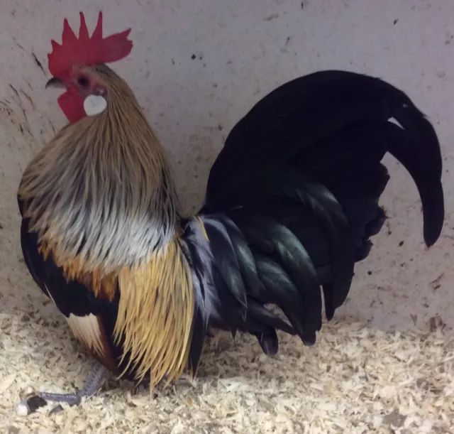 9 hatching eggs from my Yellow Partridge Dutch bantams