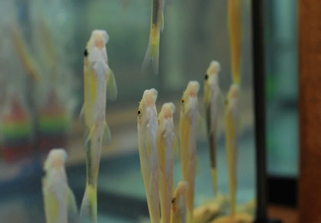 Golden Chinese Algae Eater Pack Of 4