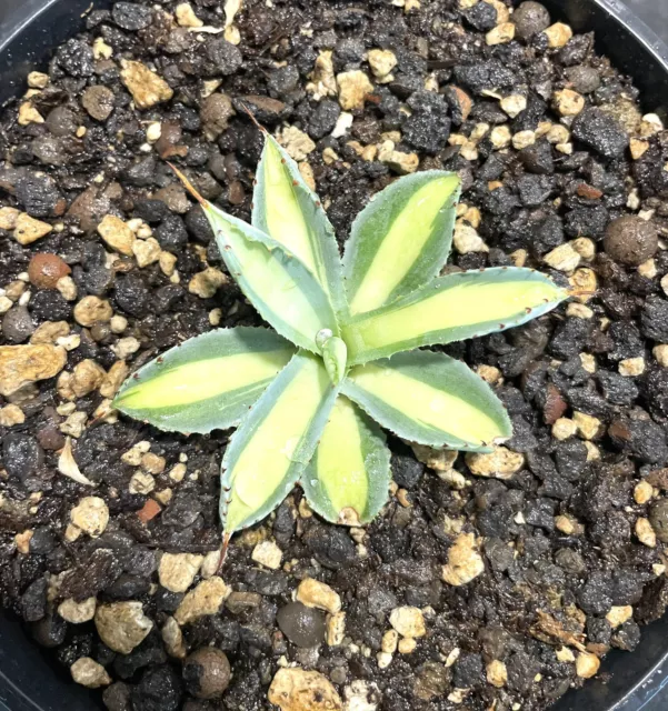 Agave Pottatorum MP Super White ‘Snow pole’ Rare Variegated!