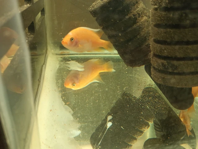  live creamsicle red devil cichlids freshwater aquarium 5