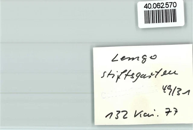 40062570 - 4920 Lemgo Pencil Garden 2