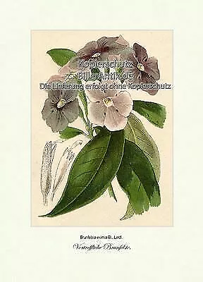 Vortreffliche Brunfelsie Brunfelsia exima Nachtschattengewächse Vilmorin A3 371